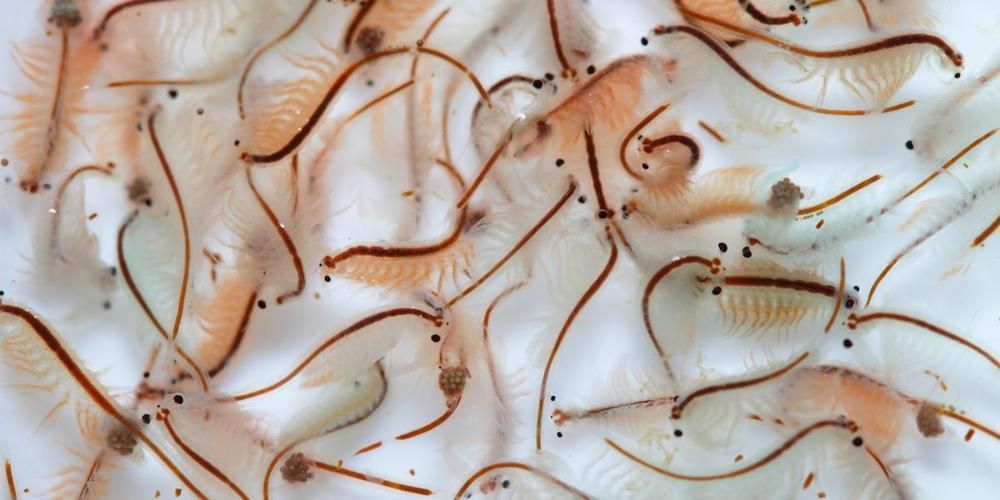 有哪些適合龍魚的活餌飼料？，如何選擇適合龍魚的活餌飼料 有哪些適合龍魚的活餌飼料？，如何選擇適合龍魚的活餌飼料 龍魚百科 第1張