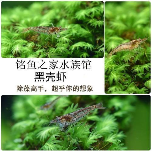 有哪些適合龍魚的活餌飼料？，如何選擇適合龍魚的活餌飼料 有哪些適合龍魚的活餌飼料？，如何選擇適合龍魚的活餌飼料 龍魚百科 第15張