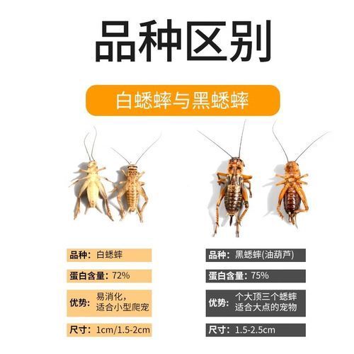 有哪些適合龍魚的活餌飼料？，如何選擇適合龍魚的活餌飼料 有哪些適合龍魚的活餌飼料？，如何選擇適合龍魚的活餌飼料 龍魚百科 第20張