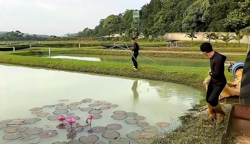 龍魚哪個漁場性價比最高，馬來西亞祥龍魚場