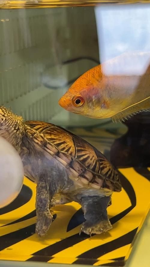 能否提供一張魚和烏龜的圖片，探索海洋與陸地的和諧共存 能否提供一張魚和烏龜的圖片，探索海洋與陸地的和諧共存 龍魚百科 第1張