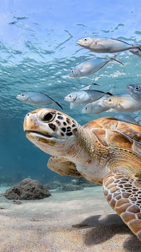 能否提供一張魚和烏龜的圖片，探索海洋與陸地的和諧共存 能否提供一張魚和烏龜的圖片，探索海洋與陸地的和諧共存 龍魚百科 第8張