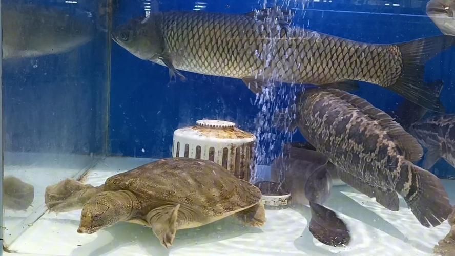 能否提供一張魚和烏龜的圖片，探索海洋與陸地的和諧共存 能否提供一張魚和烏龜的圖片，探索海洋與陸地的和諧共存 龍魚百科 第11張