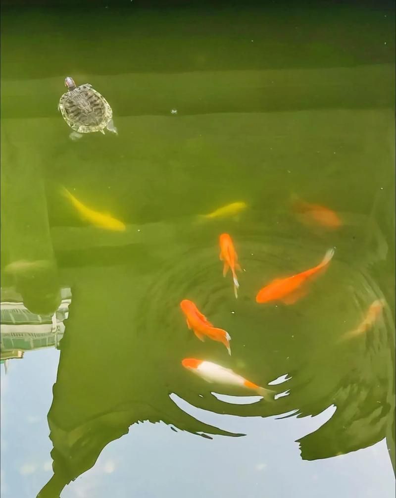 能否提供一張魚和烏龜的圖片，探索海洋與陸地的和諧共存 能否提供一張魚和烏龜的圖片，探索海洋與陸地的和諧共存 龍魚百科 第6張