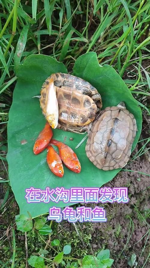 能否提供一張魚和烏龜的圖片，探索海洋與陸地的和諧共存 能否提供一張魚和烏龜的圖片，探索海洋與陸地的和諧共存 龍魚百科 第12張