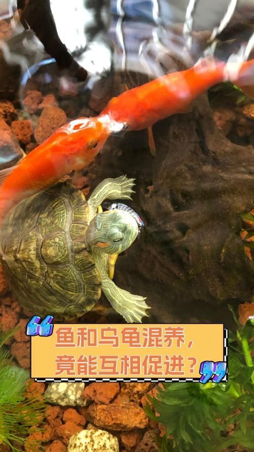 能否提供一張魚和烏龜的圖片，探索海洋與陸地的和諧共存 能否提供一張魚和烏龜的圖片，探索海洋與陸地的和諧共存 龍魚百科 第4張