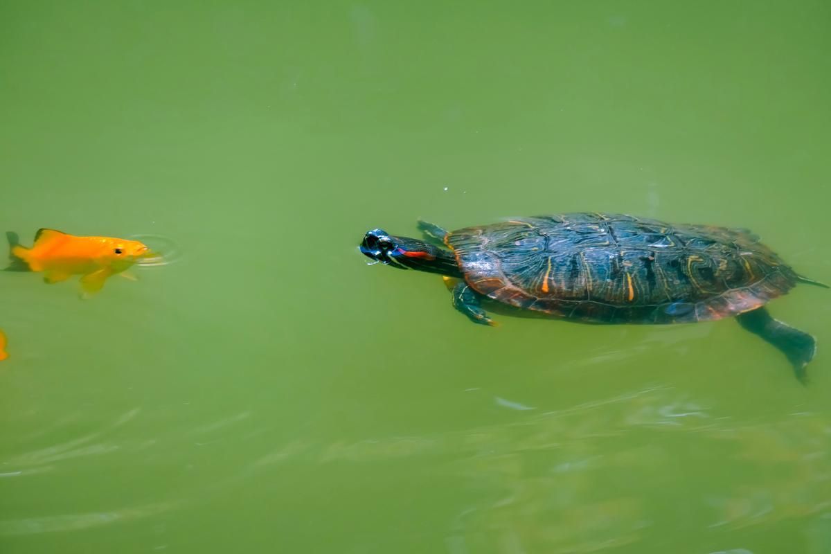 能否提供一張魚和烏龜的圖片，探索海洋與陸地的和諧共存 能否提供一張魚和烏龜的圖片，探索海洋與陸地的和諧共存 龍魚百科 第9張