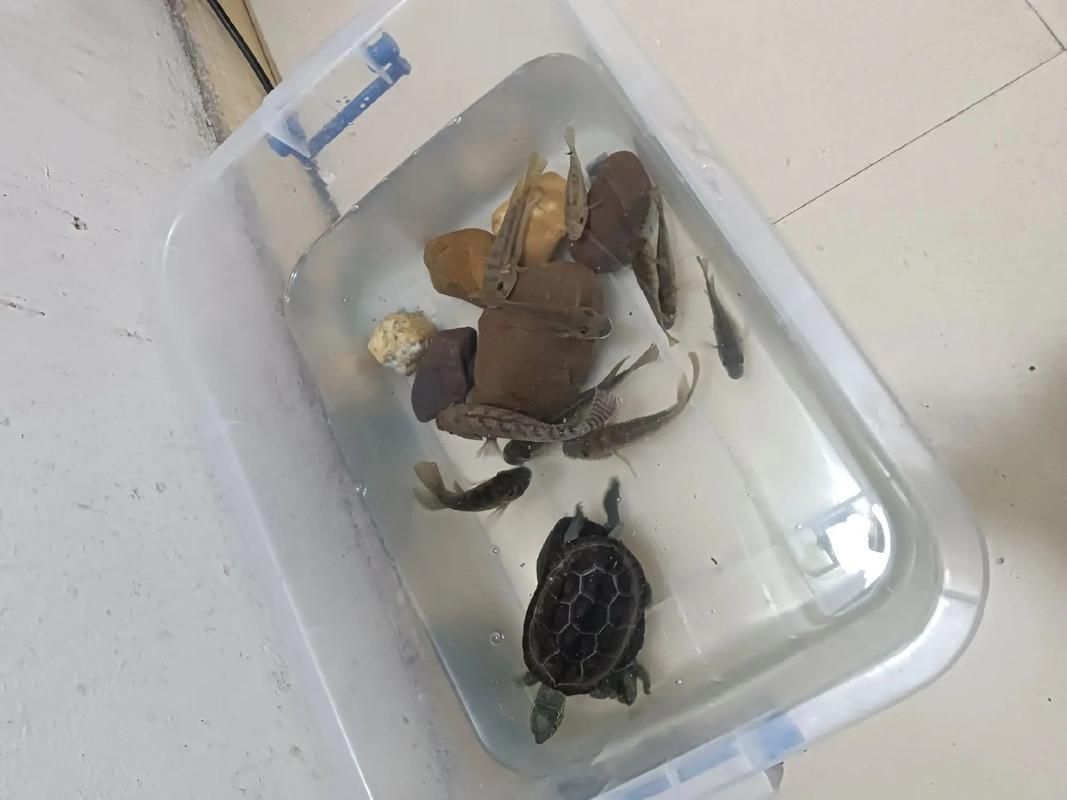 能否提供一張魚和烏龜的圖片，探索海洋與陸地的和諧共存 能否提供一張魚和烏龜的圖片，探索海洋與陸地的和諧共存 龍魚百科 第10張