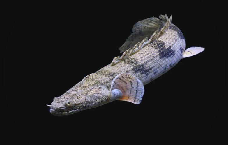 虎斑恐龍魚，“虎斑恐龍魚”觀賞魚市場中普遍指代學名為“恩氏多鰭魚” 虎斑恐龍魚，“虎斑恐龍魚”觀賞魚市場中普遍指代學名為“恩氏多鰭魚” 龍魚百科 第2張