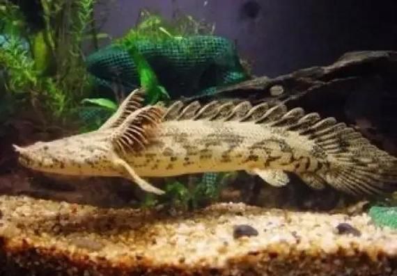虎斑恐龍魚，“虎斑恐龍魚”觀賞魚市場中普遍指代學名為“恩氏多鰭魚” 虎斑恐龍魚，“虎斑恐龍魚”觀賞魚市場中普遍指代學名為“恩氏多鰭魚” 龍魚百科 第4張