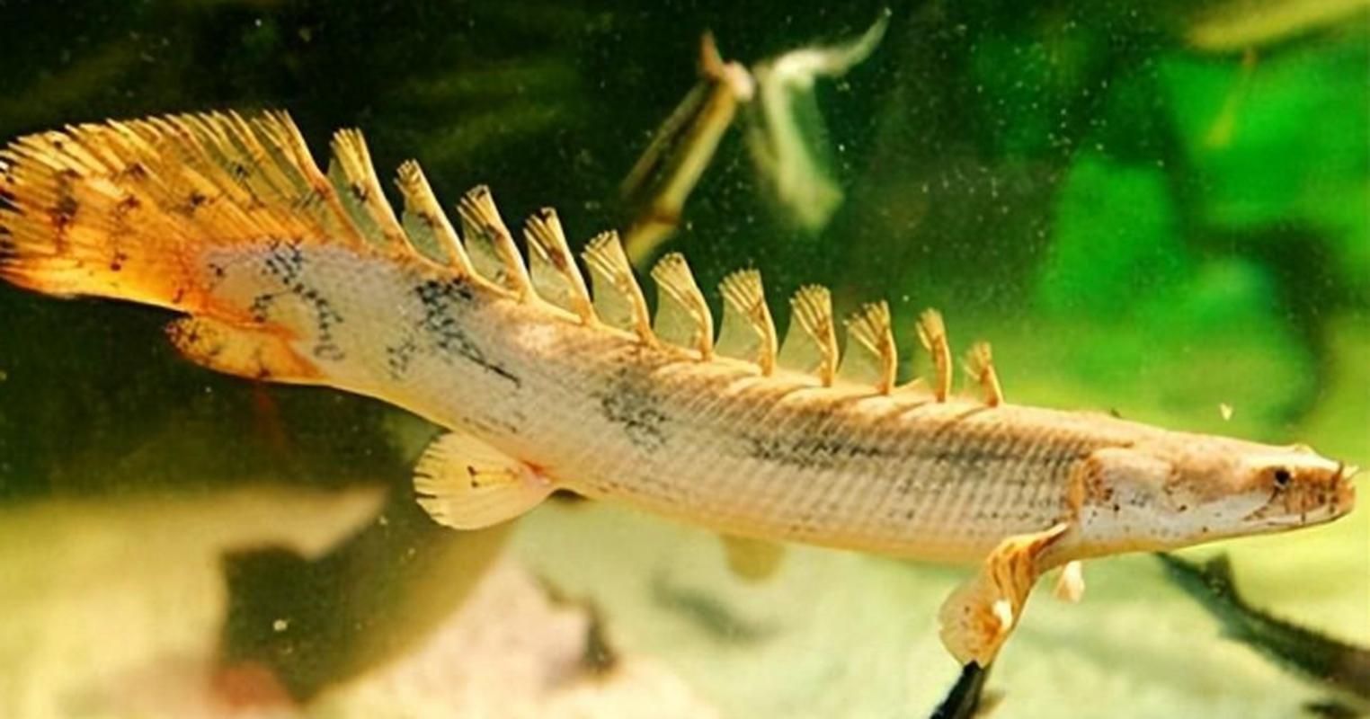 虎斑恐龍魚，“虎斑恐龍魚”觀賞魚市場中普遍指代學名為“恩氏多鰭魚” 虎斑恐龍魚，“虎斑恐龍魚”觀賞魚市場中普遍指代學名為“恩氏多鰭魚” 龍魚百科 第6張