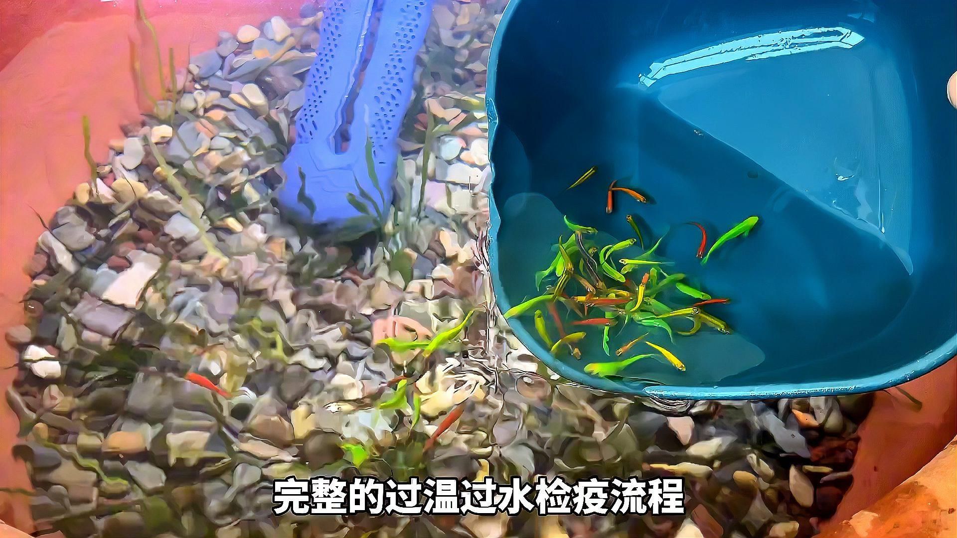 如何判斷魚是否適應新環境，新買的魚怎么入缸