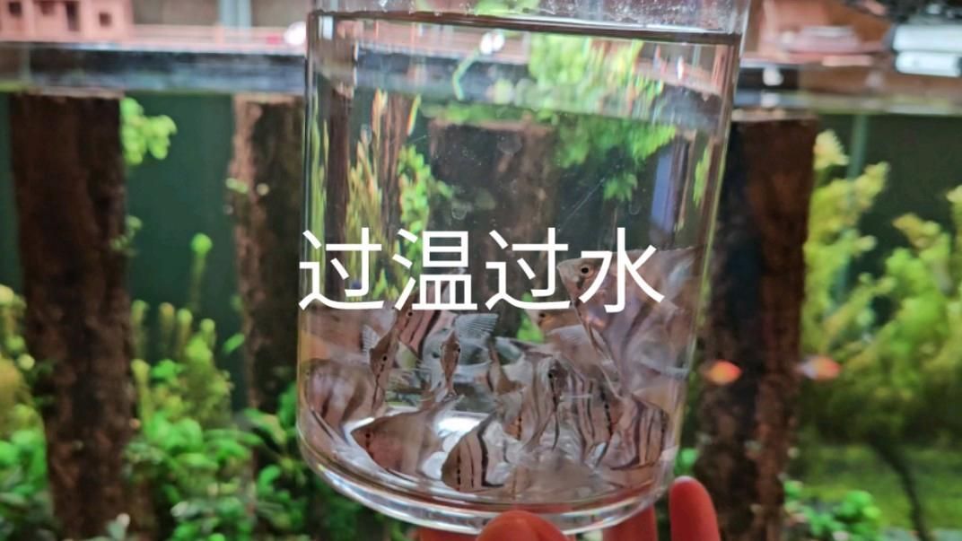 如何判斷魚是否適應新環境，新買的魚怎么入缸