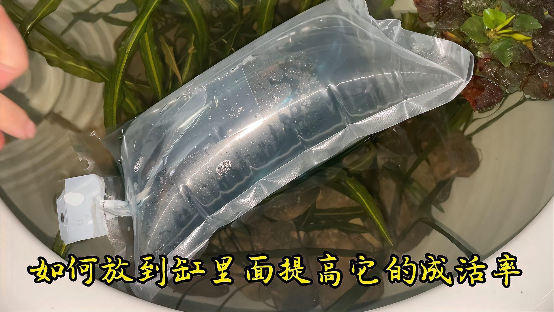 如何判斷魚是否適應新環境，新買的魚怎么入缸