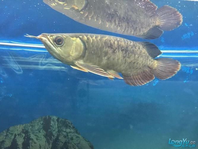 給我一些龍魚黑鱗的圖片示例，龍魚背部出現(xiàn)黑色斑點，可能影響其健康和生存，了解一下