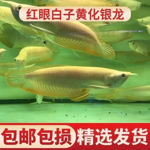 如何預防白子黃化銀龍魚患病？，“白子黃化銀龍魚患病預防指南（1000字詳解）） 如何預防白子黃化銀龍魚患病？，“白子黃化銀龍魚患病預防指南（1000字詳解）） 龍魚百科 第6張