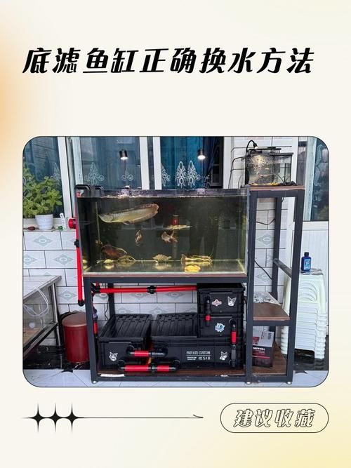60公分金龍魚飼養方法