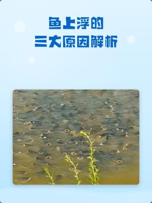 如何判斷魚類是否浮頭，如何判斷魚類浮頭