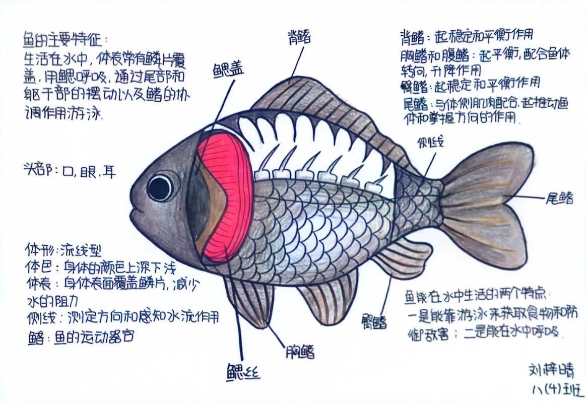 如何判斷魚類是否浮頭，如何判斷魚類浮頭