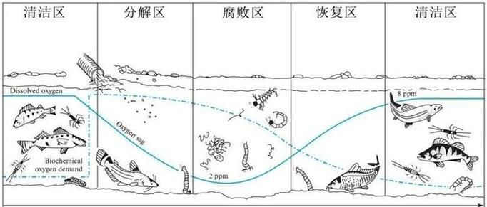 如何判斷魚類是否浮頭，如何判斷魚類浮頭