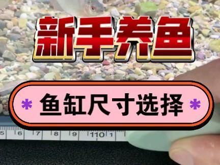 這個尺寸的魚缸能養什么魚？
