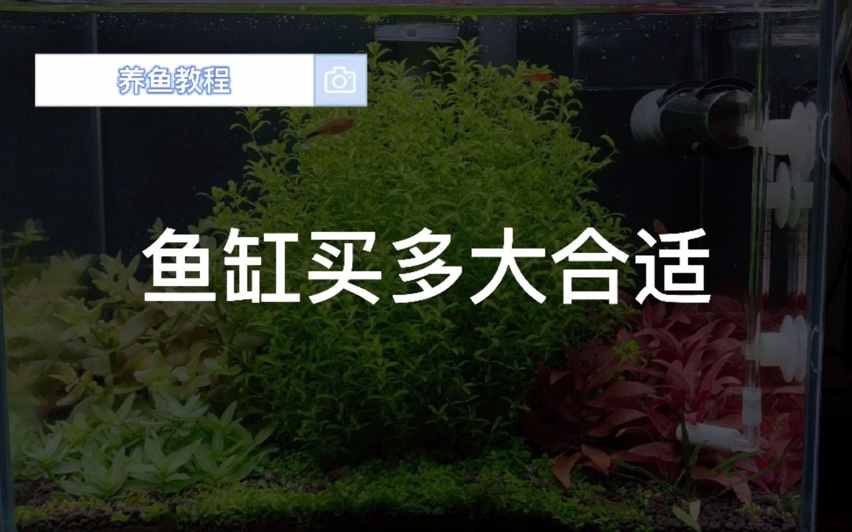 有哪些魚缸尺寸禁忌，新手養(yǎng)魚之魚缸尺寸的選擇 有哪些魚缸尺寸禁忌，新手養(yǎng)魚之魚缸尺寸的選擇 龍魚百科 第2張