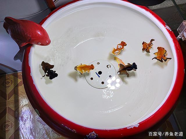 如何判斷蝶尾金魚是否患病，如何判斷金魚是否患病