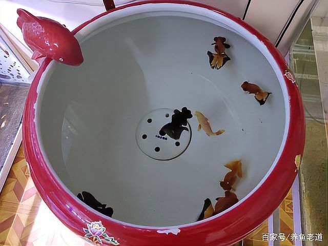 如何判斷蝶尾金魚是否患病，如何判斷金魚是否患病