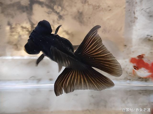 如何判斷蝶尾金魚是否患病，如何判斷金魚是否患病