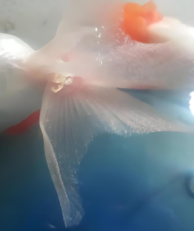 如何判斷蝶尾金魚是否患病，如何判斷金魚是否患病