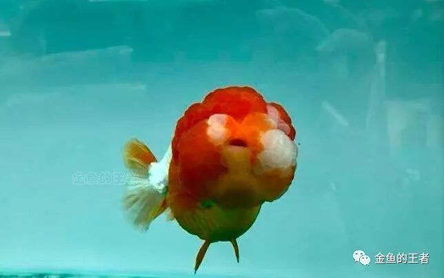 如何判斷蝶尾金魚是否患病，如何判斷金魚是否患病