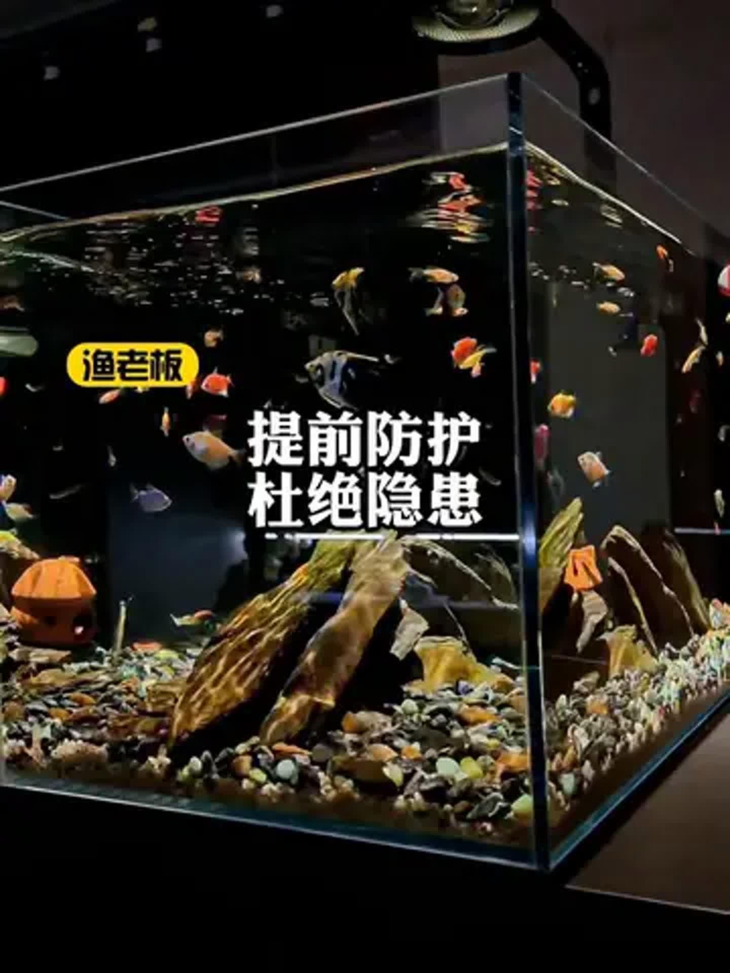 如何判斷魚是否還能救，判斷魚是否還能救，關鍵在于快速識別其生命體征和異常行為