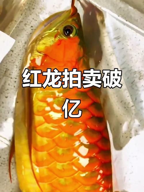 紅龍魚市場有哪些天價記錄，紅龍魚價格記錄創下世界最貴觀賞魚紀錄武漢“福龍皇”引發全民熱議