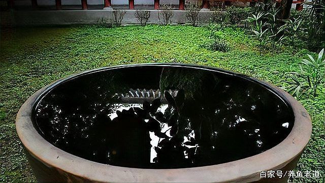 如何預防魚缸真菌感染，arxiv論文助手（arxiv論文助手）真菌感染指南 如何預防魚缸真菌感染，arxiv論文助手（arxiv論文助手）真菌感染指南 龍魚百科 第8張