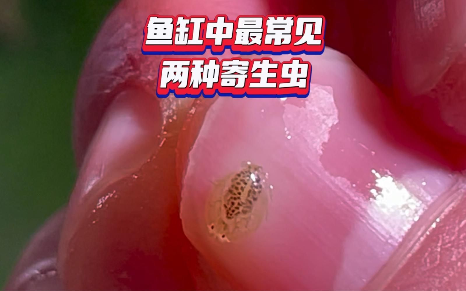 有哪些常見的魚類寄生蟲，銀龍魚翻鰓癥手術(shù)費(fèi)用大概是多少銀龍魚翻鰓癥手術(shù)費(fèi)用大概多少