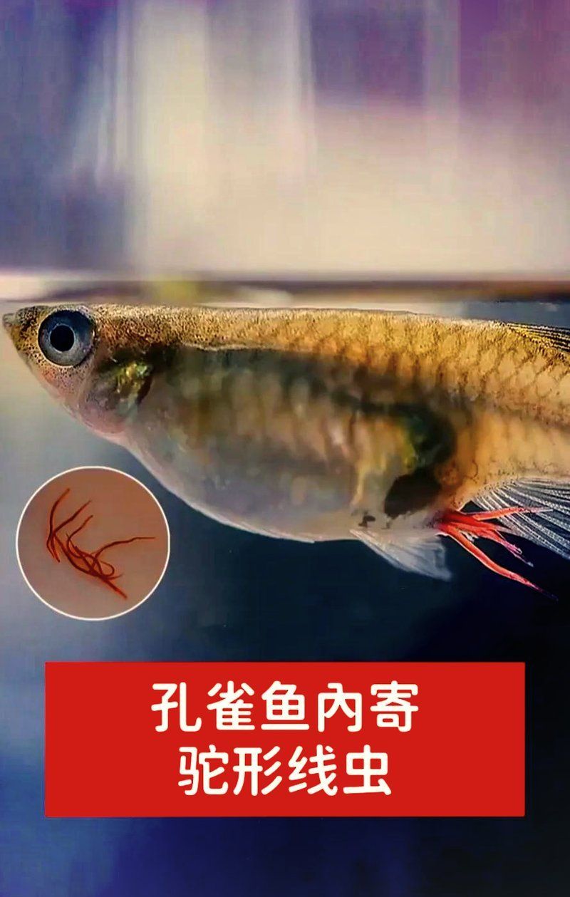 有哪些常見的魚類寄生蟲，銀龍魚翻鰓癥手術(shù)費(fèi)用大概是多少銀龍魚翻鰓癥手術(shù)費(fèi)用大概多少