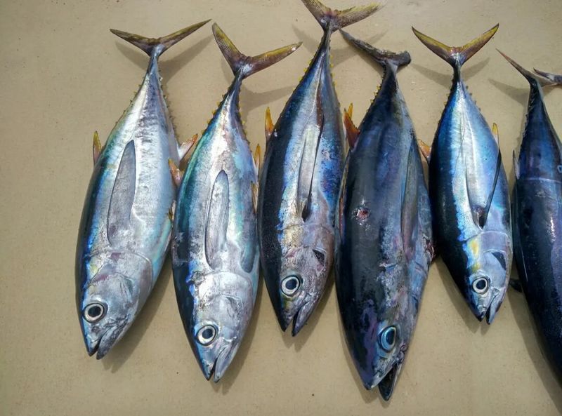 如何判斷深海魚類是否汞含量過(guò)高，arxiv論文助手arxiv論文助手判斷深海魚類是否汞含量過(guò)高