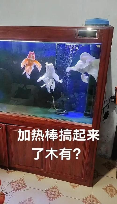 蝴蝶鯉的飼養(yǎng)方法，蝴蝶鯉的飼養(yǎng)技術