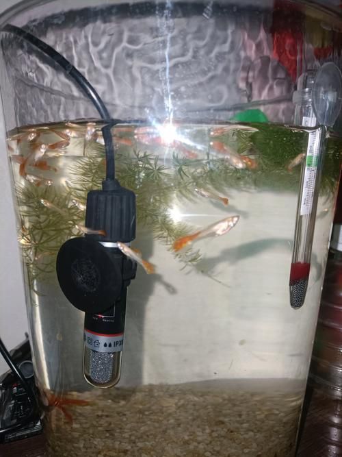 蝴蝶鯉的飼養(yǎng)方法，蝴蝶鯉的飼養(yǎng)技術