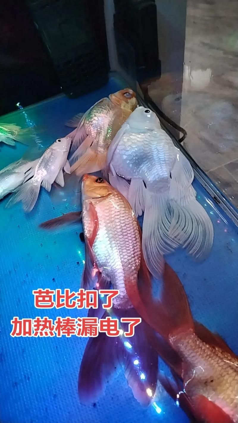 蝴蝶鯉的飼養(yǎng)方法，蝴蝶鯉的飼養(yǎng)技術
