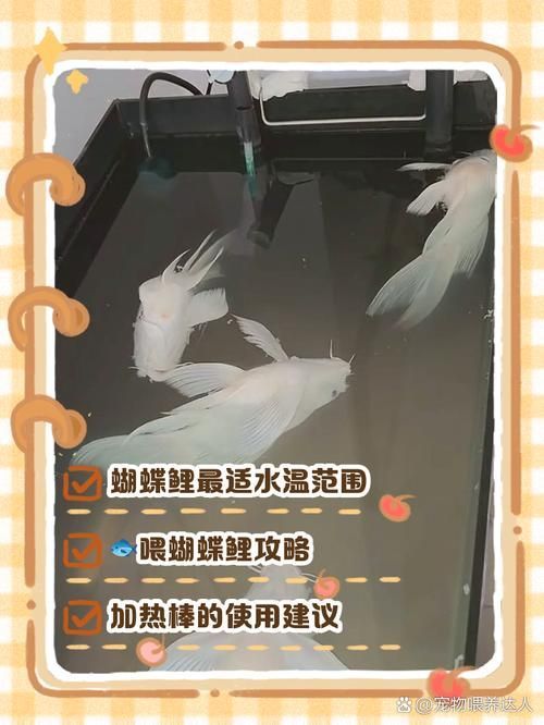蝴蝶鯉的飼養(yǎng)方法，蝴蝶鯉的飼養(yǎng)技術