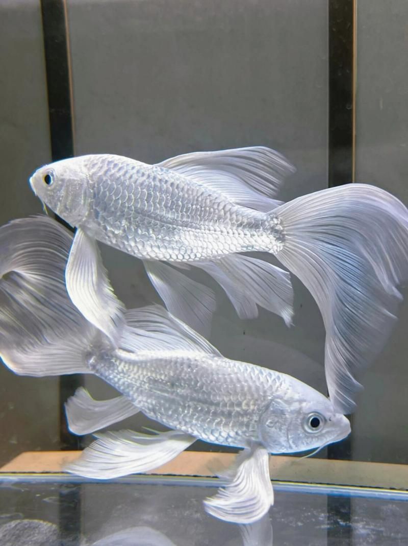 蝴蝶鯉的飼養(yǎng)方法，蝴蝶鯉的飼養(yǎng)技術