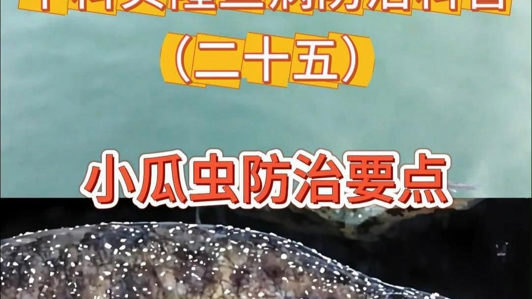 如何預(yù)防魚(yú)肚子白色寄生蟲(chóng)感染，如何預(yù)防魚(yú)肚子白色寄生蟲(chóng) 如何預(yù)防魚(yú)肚子白色寄生蟲(chóng)感染，如何預(yù)防魚(yú)肚子白色寄生蟲(chóng) 龍魚(yú)百科 第6張