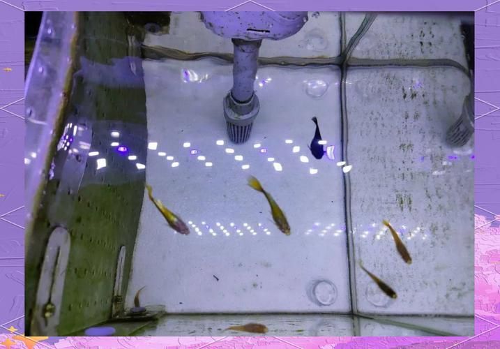 如何判斷清潔魚是否健康？，mcp工具調用arxiv論文助手直接判斷清潔魚是否健康 如何判斷清潔魚是否健康？，mcp工具調用arxiv論文助手直接判斷清潔魚是否健康 龍魚百科 第2張