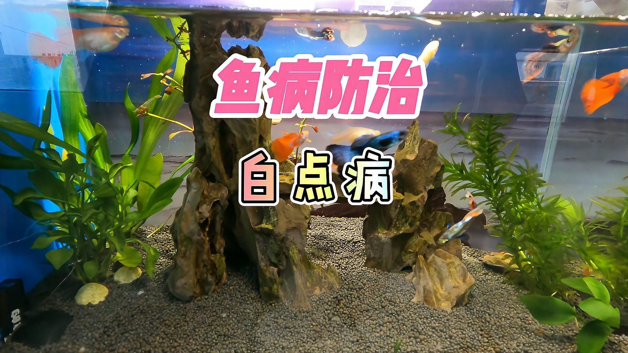 如何判斷清潔魚是否健康？，mcp工具調用arxiv論文助手直接判斷清潔魚是否健康 如何判斷清潔魚是否健康？，mcp工具調用arxiv論文助手直接判斷清潔魚是否健康 龍魚百科 第6張