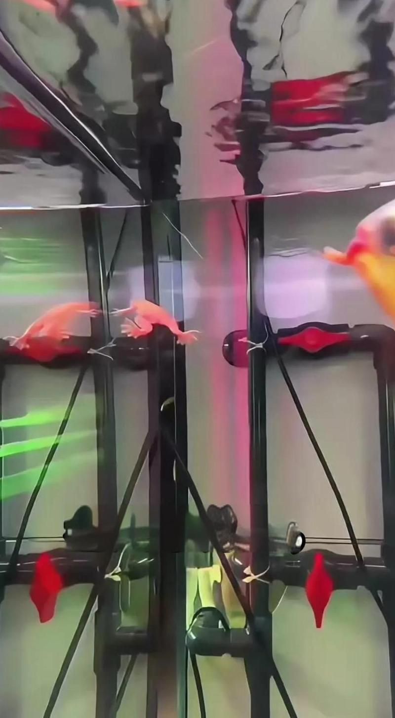 如何飼養(yǎng)霸氣龍魚，如何飼養(yǎng)霸氣龍魚的要點