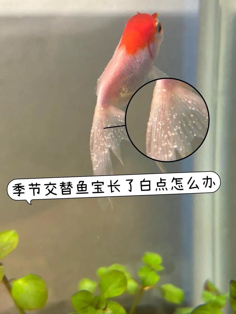 治療觀賞魚眼睛白膜復發需要多久，關于觀賞魚眼睛白膜復發的問題 治療觀賞魚眼睛白膜復發需要多久，關于觀賞魚眼睛白膜復發的問題 龍魚百科 第2張