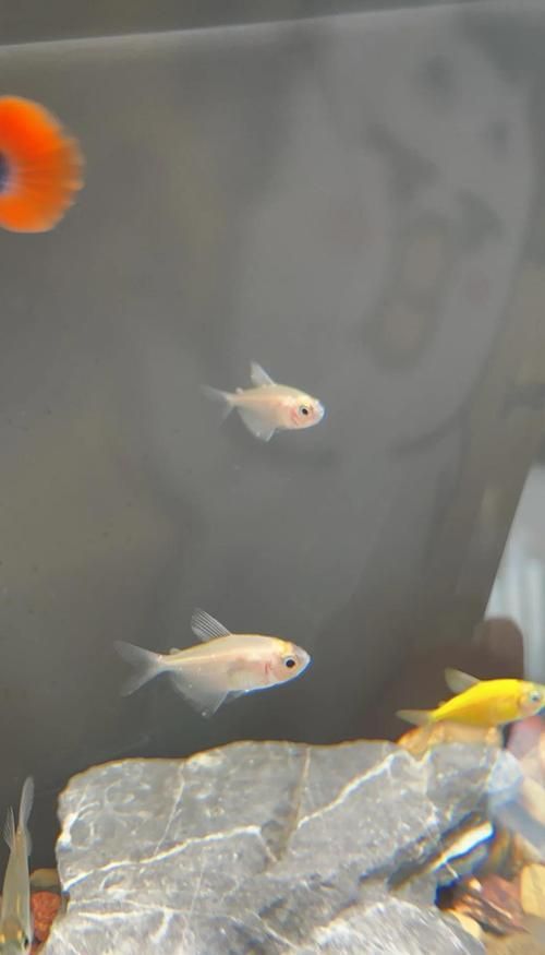 治療觀賞魚眼睛白膜復發需要多久，關于觀賞魚眼睛白膜復發的問題 治療觀賞魚眼睛白膜復發需要多久，關于觀賞魚眼睛白膜復發的問題 龍魚百科 第4張