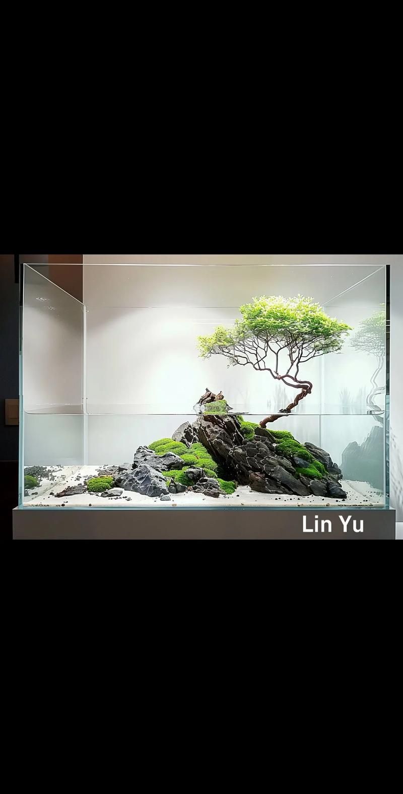 能否提供一張更詳細的造景圖，一張“詳細”的造景圖要素清單 能否提供一張更詳細的造景圖，一張“詳細”的造景圖要素清單 龍魚百科 第5張