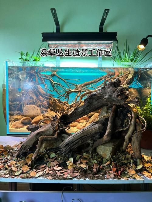能否提供一張更詳細的造景圖，一張“詳細”的造景圖要素清單 能否提供一張更詳細的造景圖，一張“詳細”的造景圖要素清單 龍魚百科 第16張